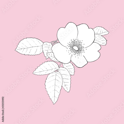 Monochrome Rosehips (Rosa rugosa) on a pink background. Can be used for postcards, invitations, advertising, web, textile and other.