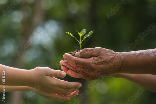 Εκτύπωση καμβά two hands holding together a green young plant