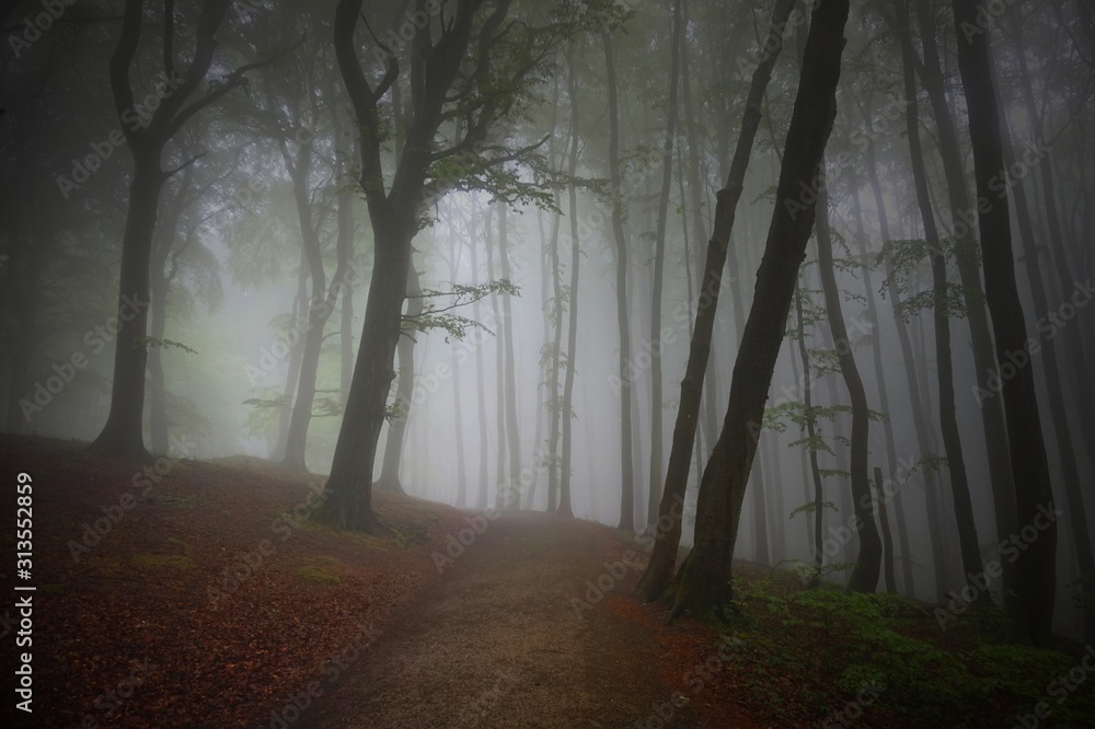 Nebel in einem herbstlichen Wald mit Buchen