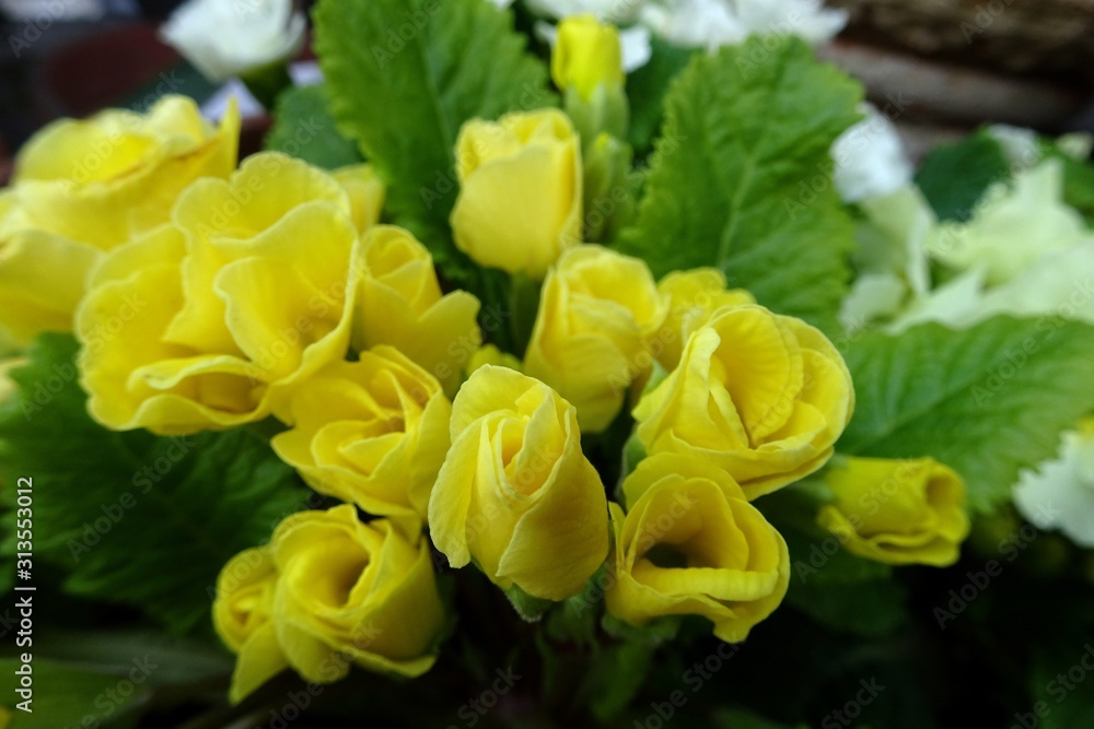 バラの蕾のような黄色いプリムラ・ジュリアン／Primrose Stock Photo | Adobe Stock