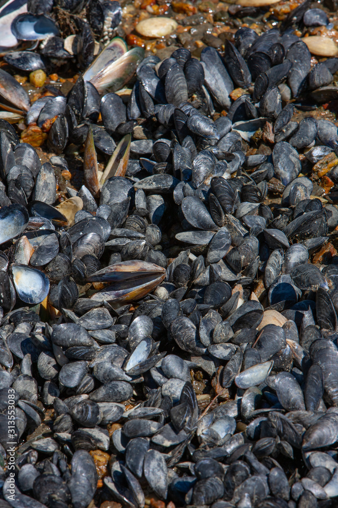 Okiwi Bay. Marlborough Sound New Zealand. Mussels. Seafood