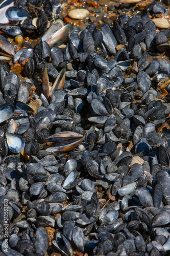 Okiwi Bay. Marlborough Sound New Zealand. Mussels. Seafood photo