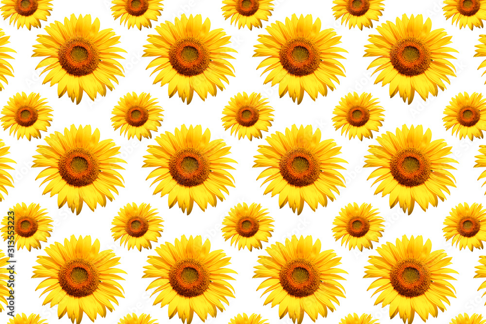 White background And yellow sunflower. White background And yellow sunflower.