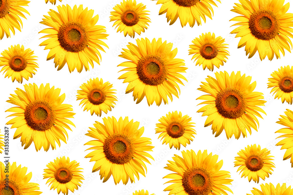 White background And yellow sunflower. White background And yellow sunflower.