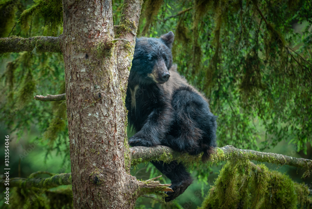 Obraz premium Cute Black Bear Cub in Tree