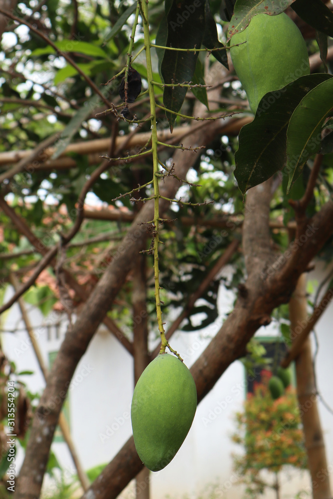 One mango fruit hanging on the edge of the stem One mango fruit hanging on the edge of the stem