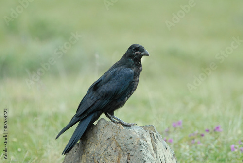 Raven Portrait, Alaska