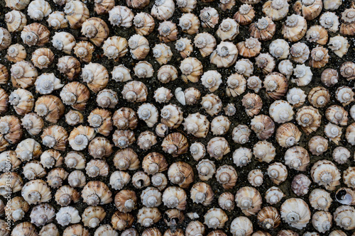 Background of sea shells on the sand