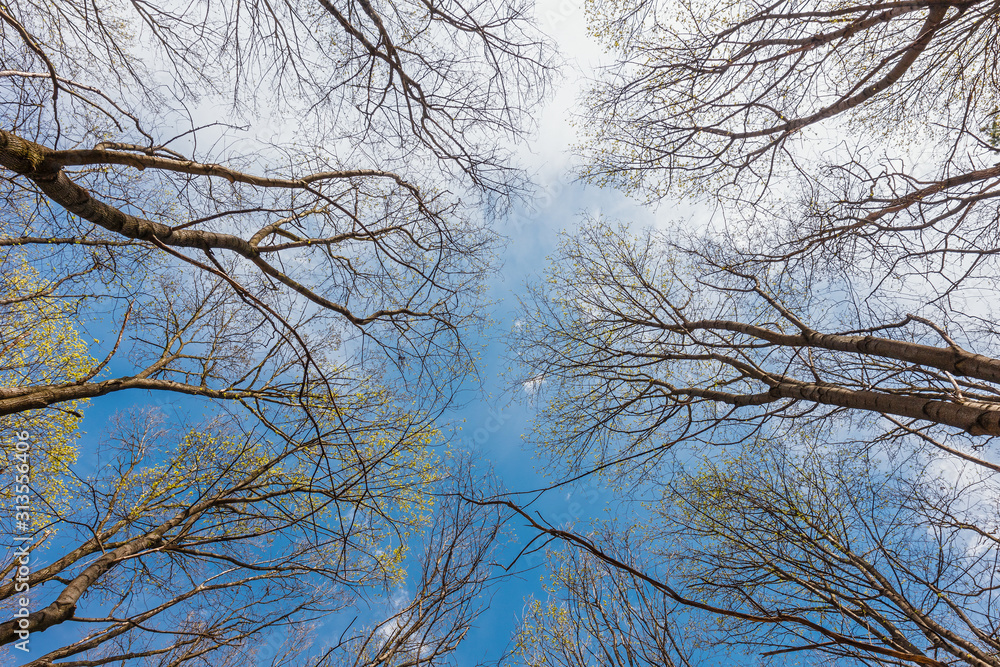 Silhouettes of tree branches on a background of blue cloudy sky. Early spring. Silhouettes of tree branches on a background of blue cloudy sky. Early spring.