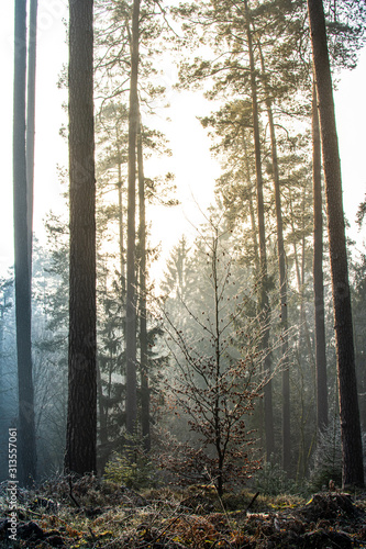 sun rays falling through trees in fog with beatiful light in forest