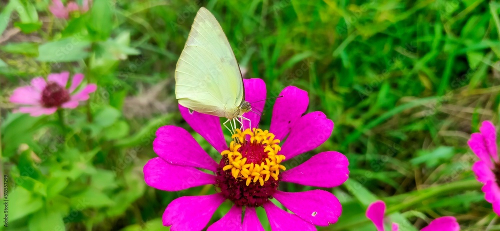 views of white butterflies and black stripes on their wings, these butterflies are sucking on the essence of honey on the pistil on the yellow flowers views of white butterflies and black stripes on their wings, these butterflies are sucking on the essence of honey on the pistil on the yellow flowers
