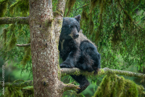 Cute Black Bear Cub in Tree
