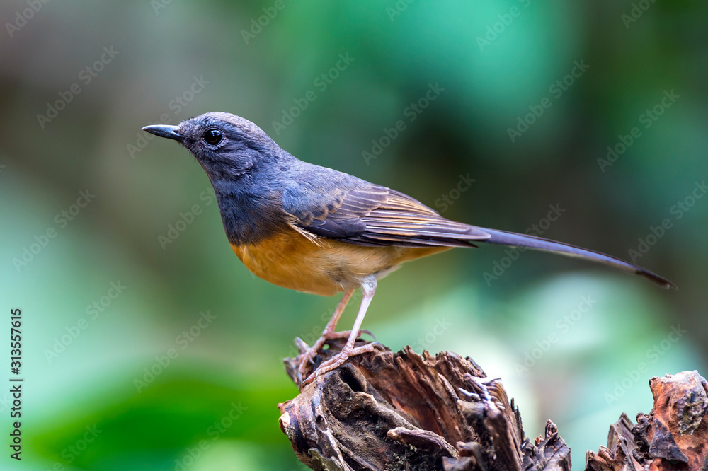Fototapeta premium White-rumped Shama