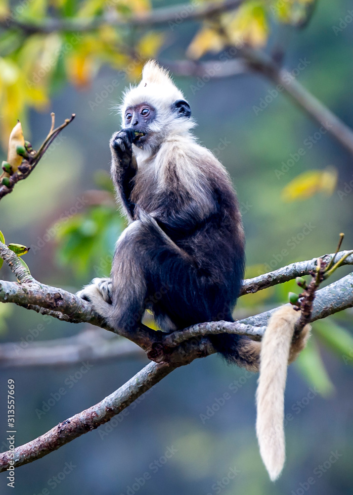 Obraz premium White-headed Black Langur