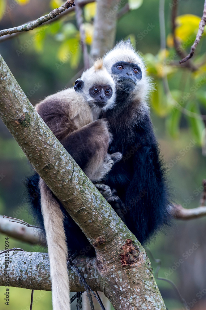 Obraz premium White-headed Black Langur