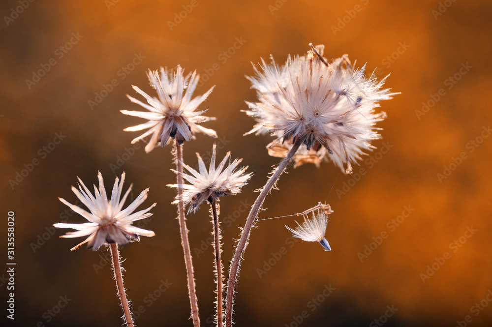 The dried dandelion seeds