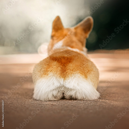 Canvas Print welsh corgi pembroke dog lying down, rear view