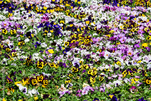 Background of white, purple, pink and yellow mixed colored pansies or Viola Tricolor flowers in a sunny spring garden, beautiful outdoor floral background photographed with soft focus
