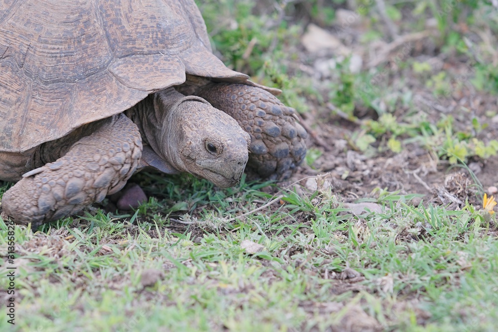Obraz premium Large old tortoise chewing the bits of grass in his mouth