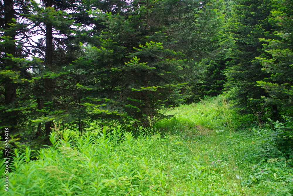 trees in the forest trees in the forest