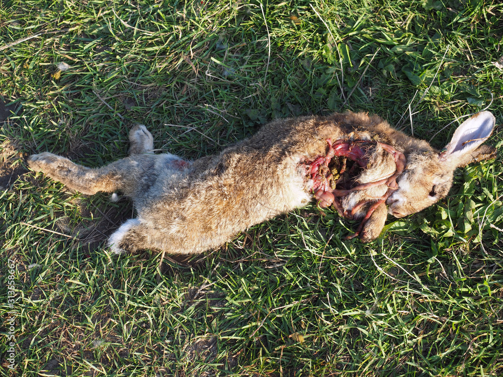 Dead rabbit in the meadow Dead rabbit in the meadow
