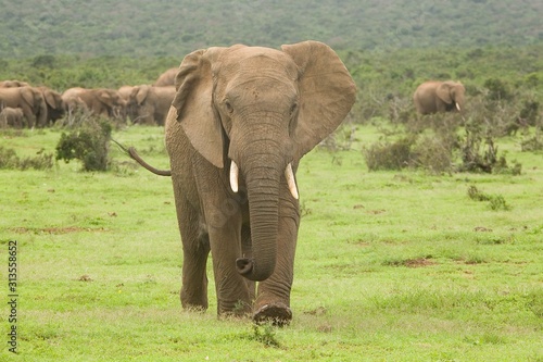 Young bull elephant walking away from the herd