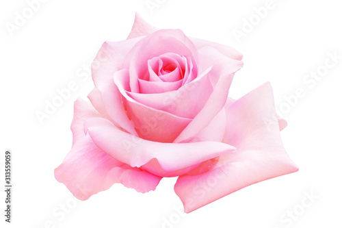Blooming Pink Rose Flower Isolated on White Background