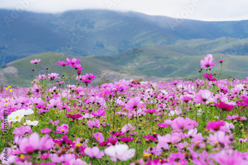 Spring landscape. Field of pink flowers with green hill in spring