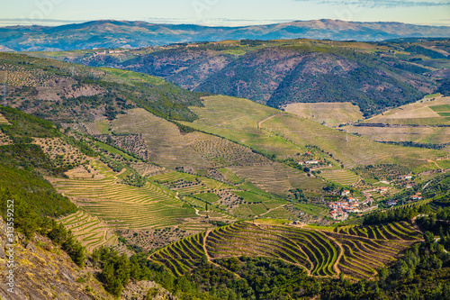 Vineyards In Douro Valley - Portugal, Europe photo