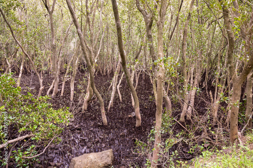 Mangroves growing on the Georges River, Sydney, Australia.
