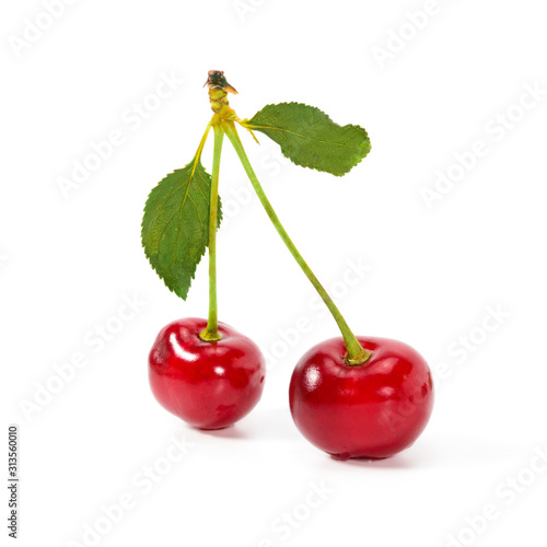 Two real perfect cherries with cherry leaves, close-up isolated on white background.