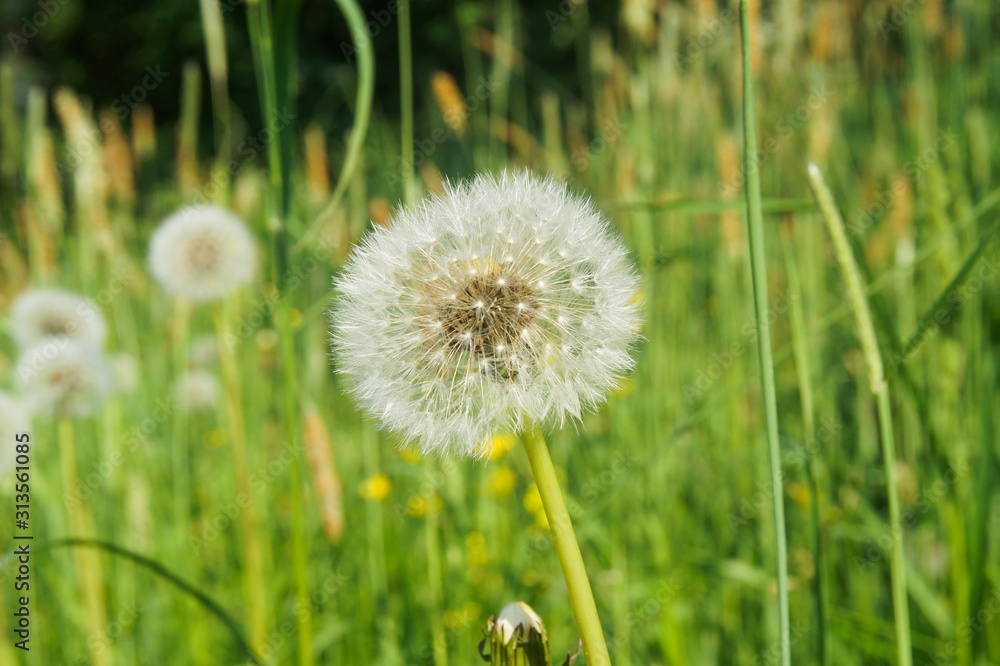 wonderful summer fluffy dandelion grows among the green grass