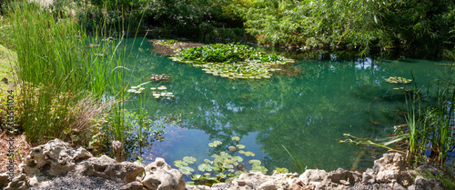 Jardin - mare entouré de plantes aquatiques photo