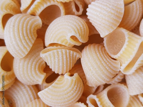 sea shells isolated on white background