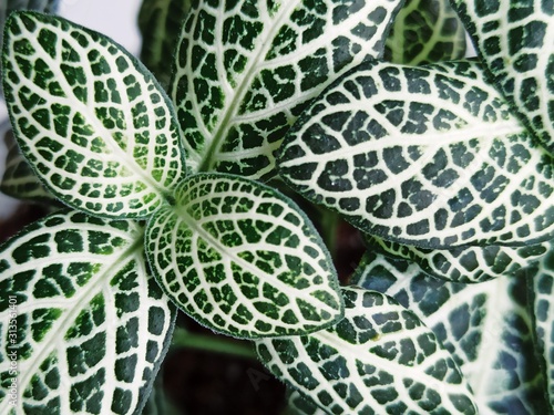 leaf on green background