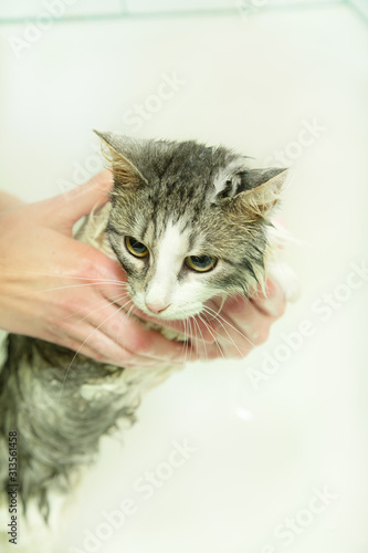 woman washing cat