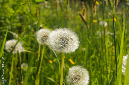 wonderful summer fluffy dandelion growing among the green grass