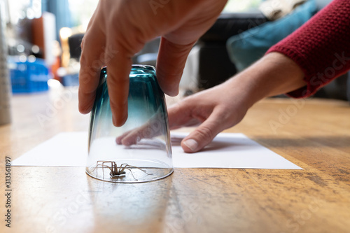 Caught big dark common house spider under a drinking glass on a smooth wooden floor seen from ground level in a living room in a residential home with two male hands photo