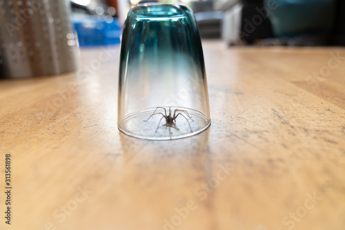 Caught big dark common house spider under a drinking glass on a smooth wooden floor seen from ground level in a living room in a residential home
