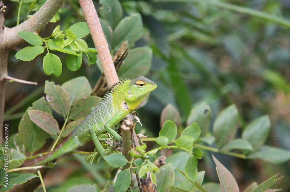 Fototapeta premium Chameleon. Green animal. Lizard. Zoo. Sri Lanka.