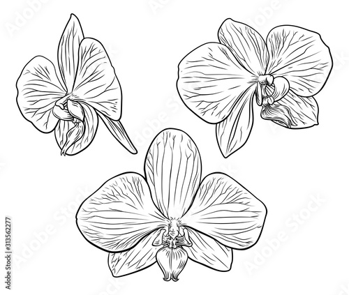 An original illustration of an orchid flower in a vintage woodcut etching style