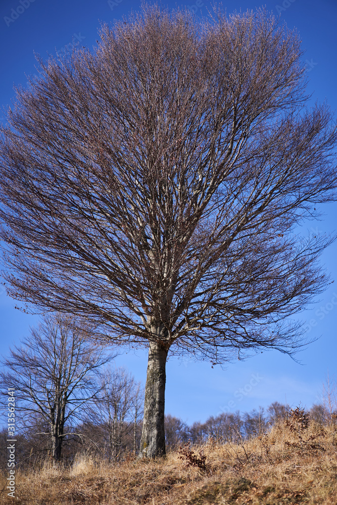 Lone beech tree Lone beech tree