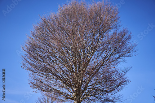 Lone beech tree