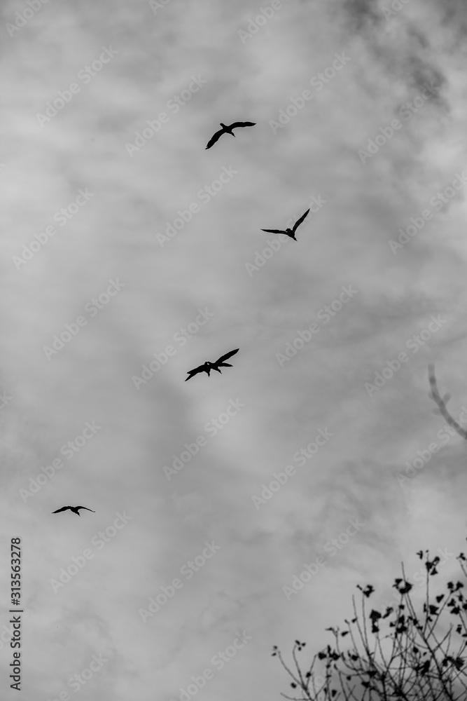 Silhouettes of Great Cormorants flying in the sky, black and white image with dramatic contrast of puffy clouds. Dark moody impression. Photograph from valleys near river Maritsa, Bulgaria