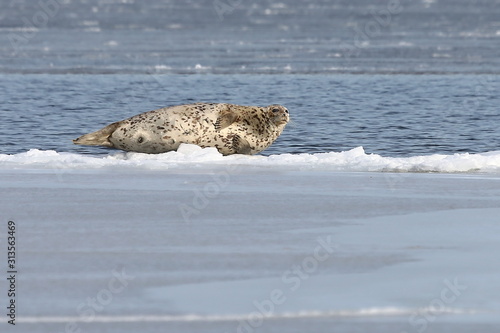 Seal (spotted seal, largha seal, Phoca largha) laying on sea ice floe in winter sunny day. Wild spotted seal in nature.