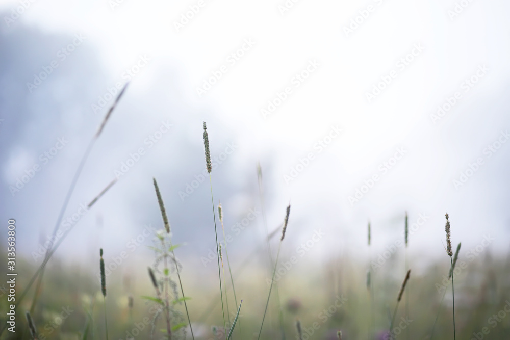 Fototapeta premium Fog in the field. Evening nature summer with white fog.