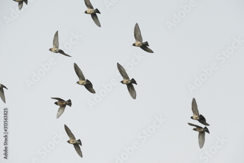 Starlings flying