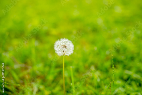 Meadow with dandelions and warm sunlight.nature white flowers blooming dandelion. Background Beautiful blooming bush of white fluffy dandelions. Dandelion field. flowers with white balls of seeds at