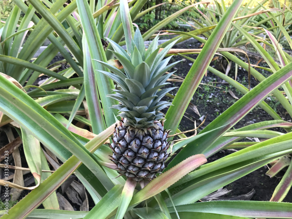 small growing pineapple on bush, pineapple plant, baby pineapple,plant setting fruit, tropical fruit on tree,Pineapple on tree,Three pineapple On The Tree,Pineapple fruit on trees Waiting for harvest, small growing pineapple on bush, pineapple plant, baby pineapple,plant setting fruit, tropical fruit on tree,Pineapple on tree,Three pineapple On The Tree,Pineapple fruit on trees Waiting for harvest,