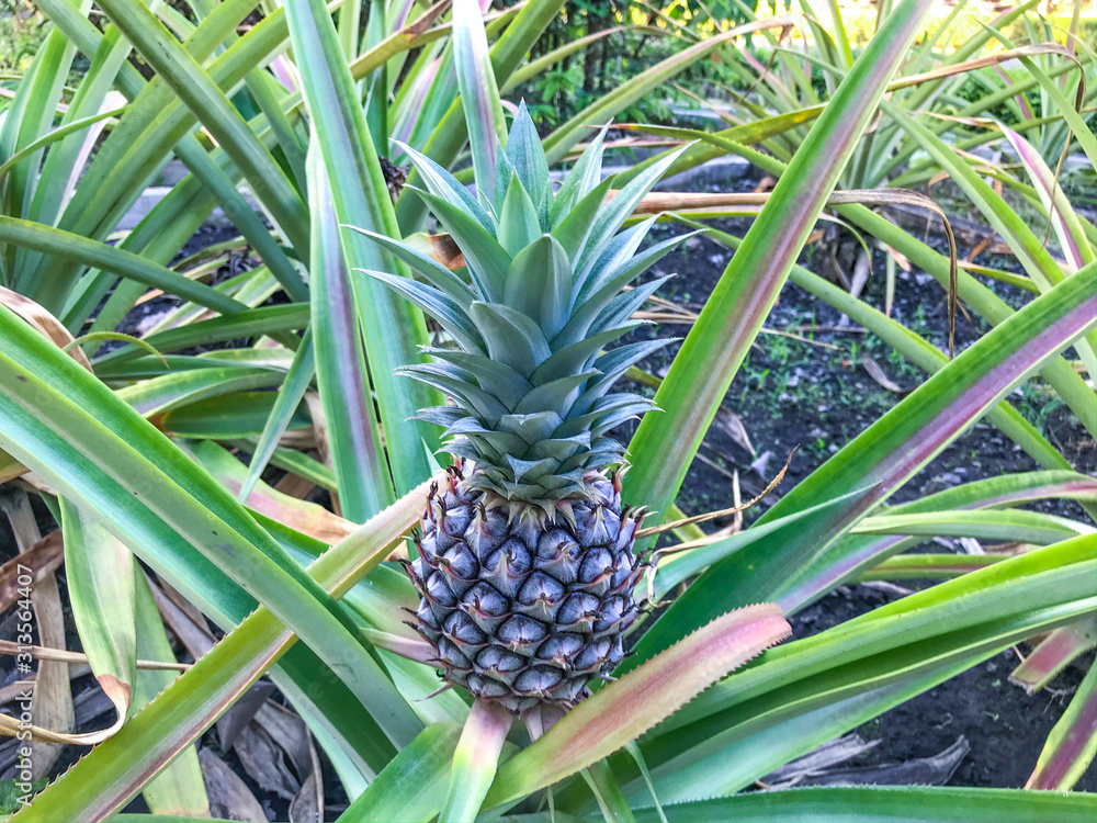 small growing pineapple on bush, pineapple plant, baby pineapple,plant setting fruit, tropical fruit on tree,Pineapple on tree,Three pineapple On The Tree,Pineapple fruit on trees Waiting for harvest, small growing pineapple on bush, pineapple plant, baby pineapple,plant setting fruit, tropical fruit on tree,Pineapple on tree,Three pineapple On The Tree,Pineapple fruit on trees Waiting for harvest,